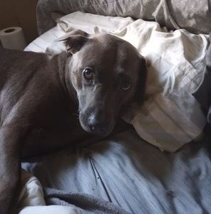 Meet your Posher, Tom